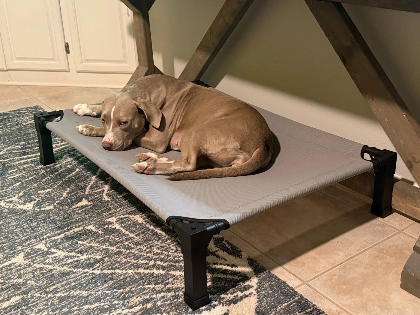 Luna resting on her raised dog cot at home